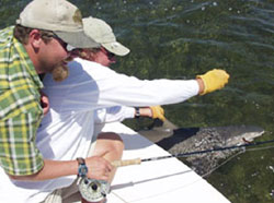 Shark fishing in Key West